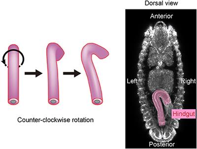 Cell Chirality Drives Left-Right Asymmetric Morphogenesis